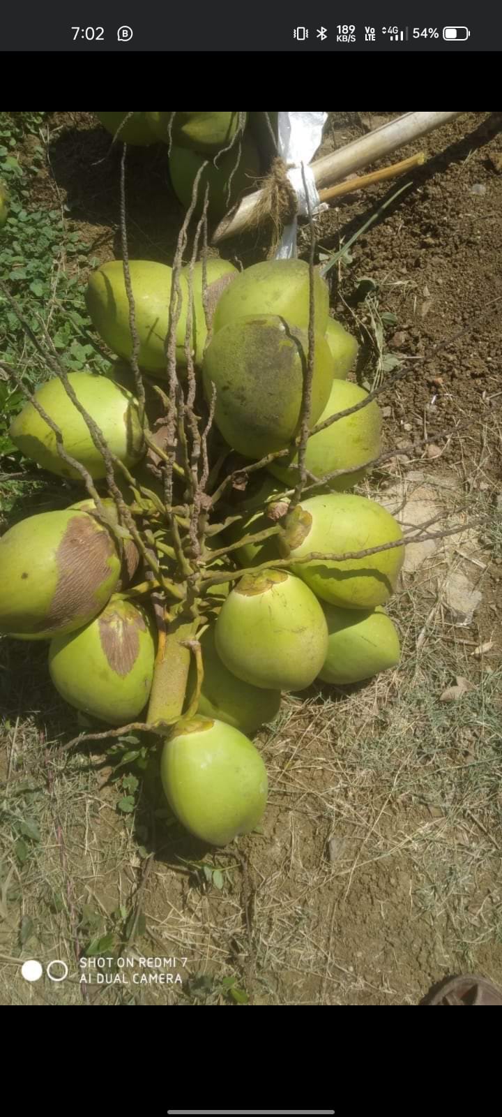Fresh Tender Coconut gallery image 5