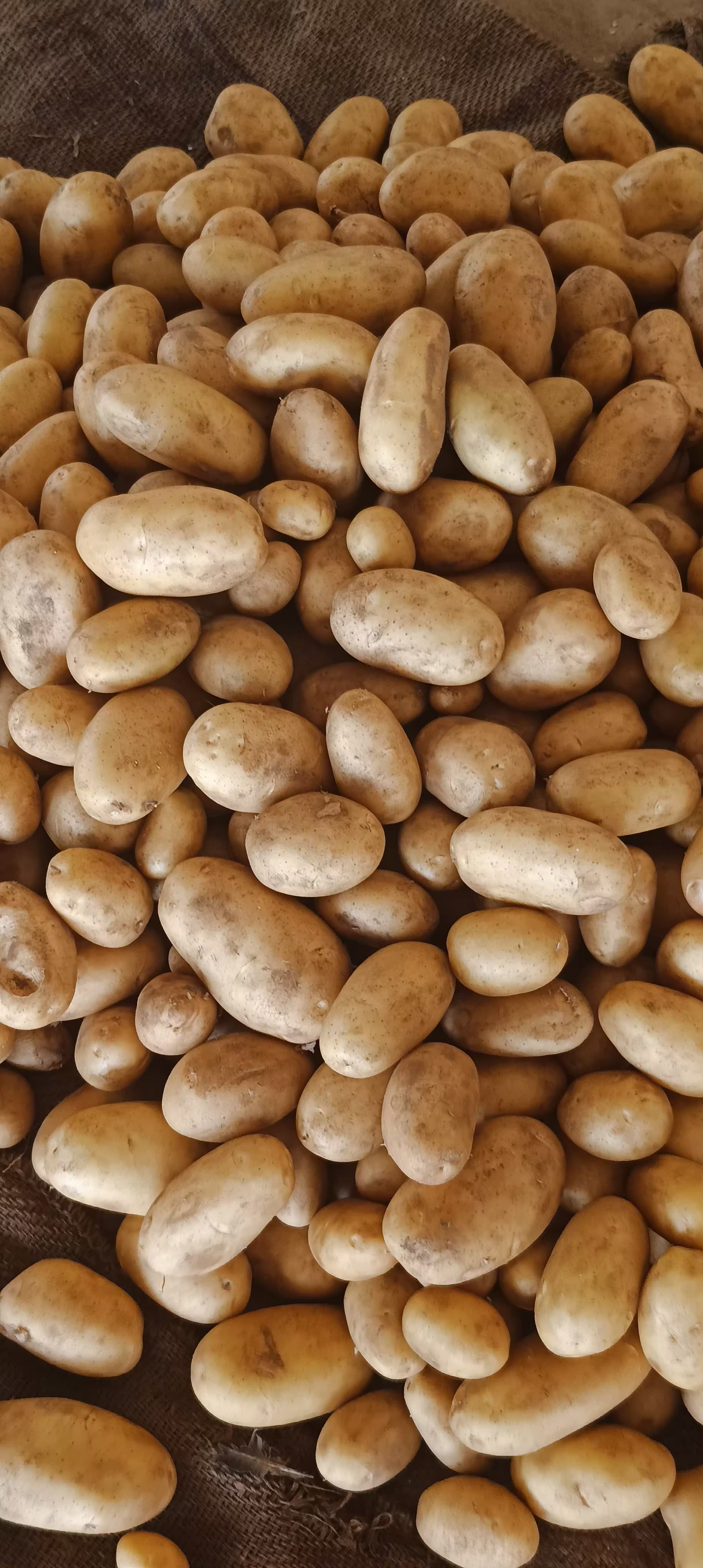Fresh Potato gallery image 11