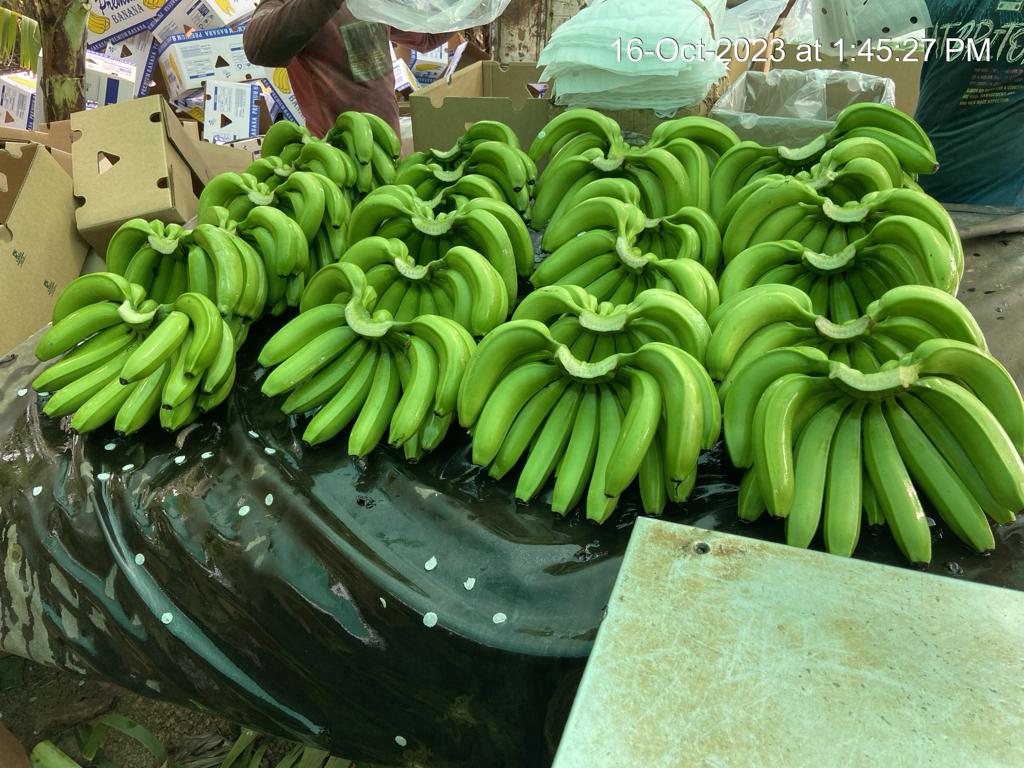 Fresh Banana G9 Cavendish gallery image 28