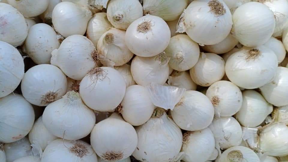 Fresh White Onion