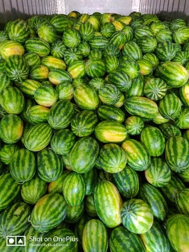 Watermelon gallery image 3