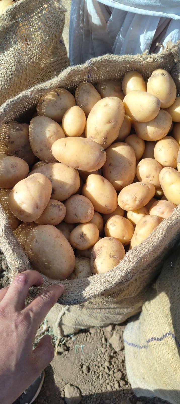 Fresh Potato gallery image 42