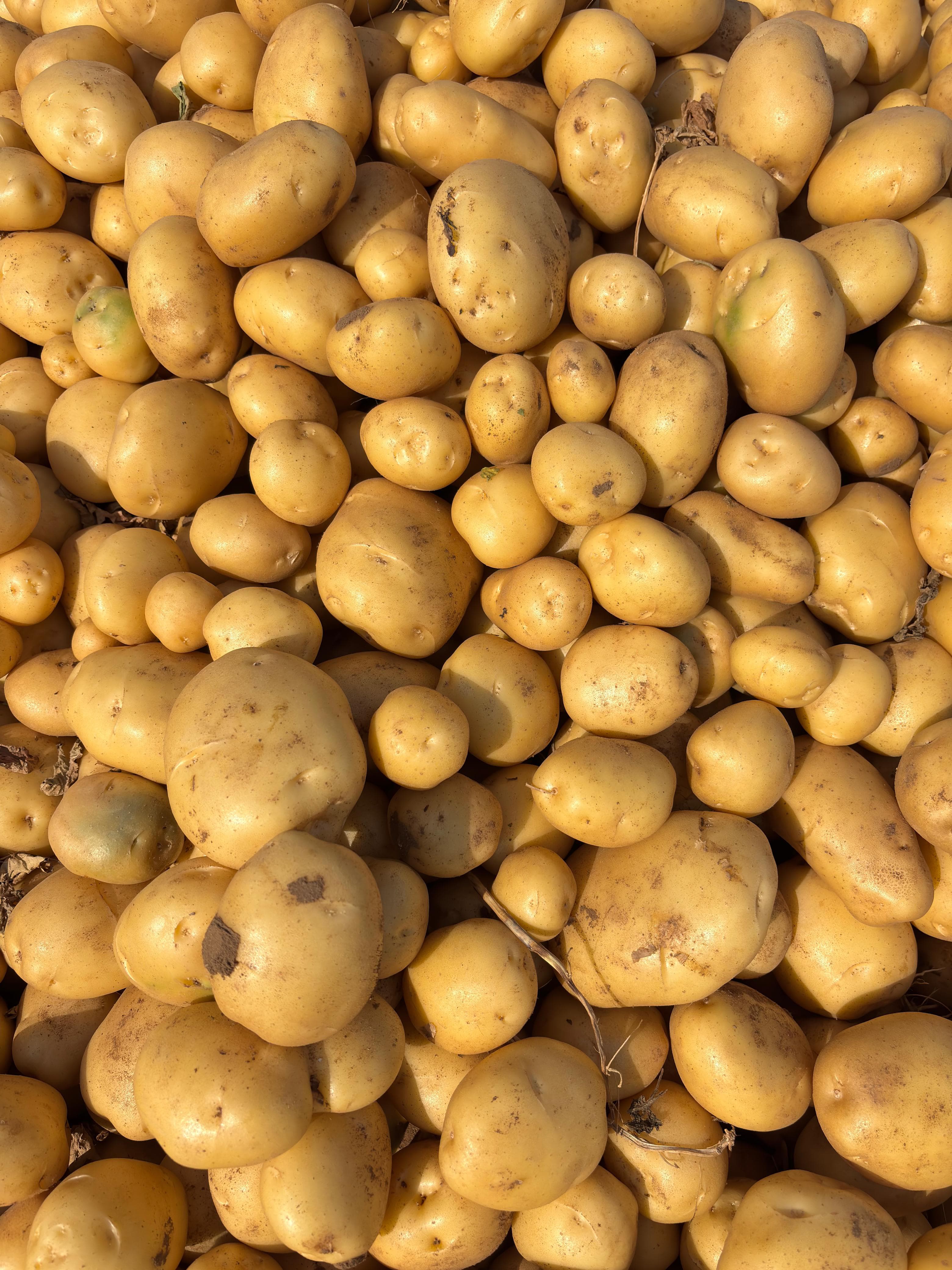Fresh Potato gallery image 5