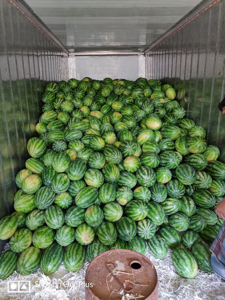 Watermelon gallery image 2