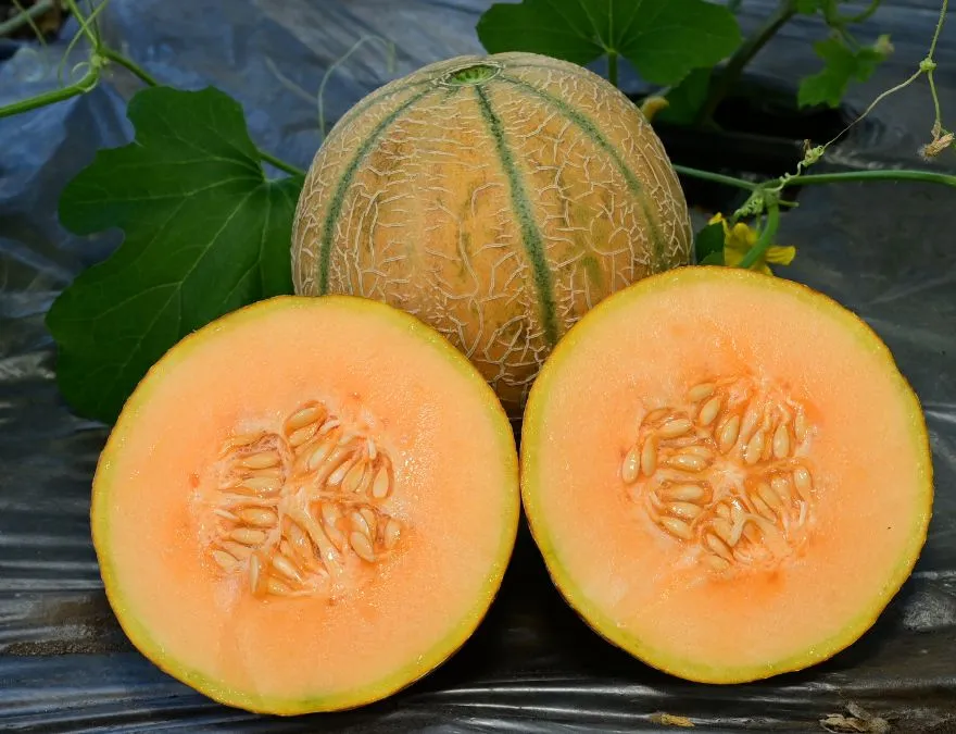 Muskmelon