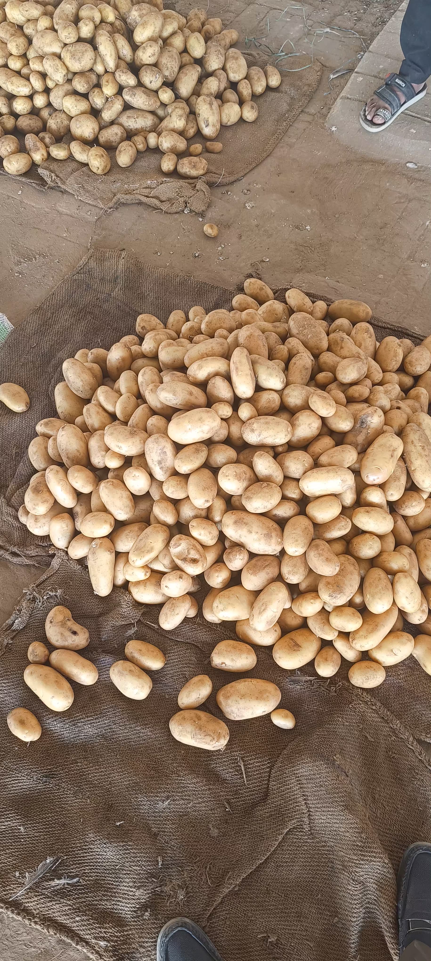 Fresh Potato gallery image 8