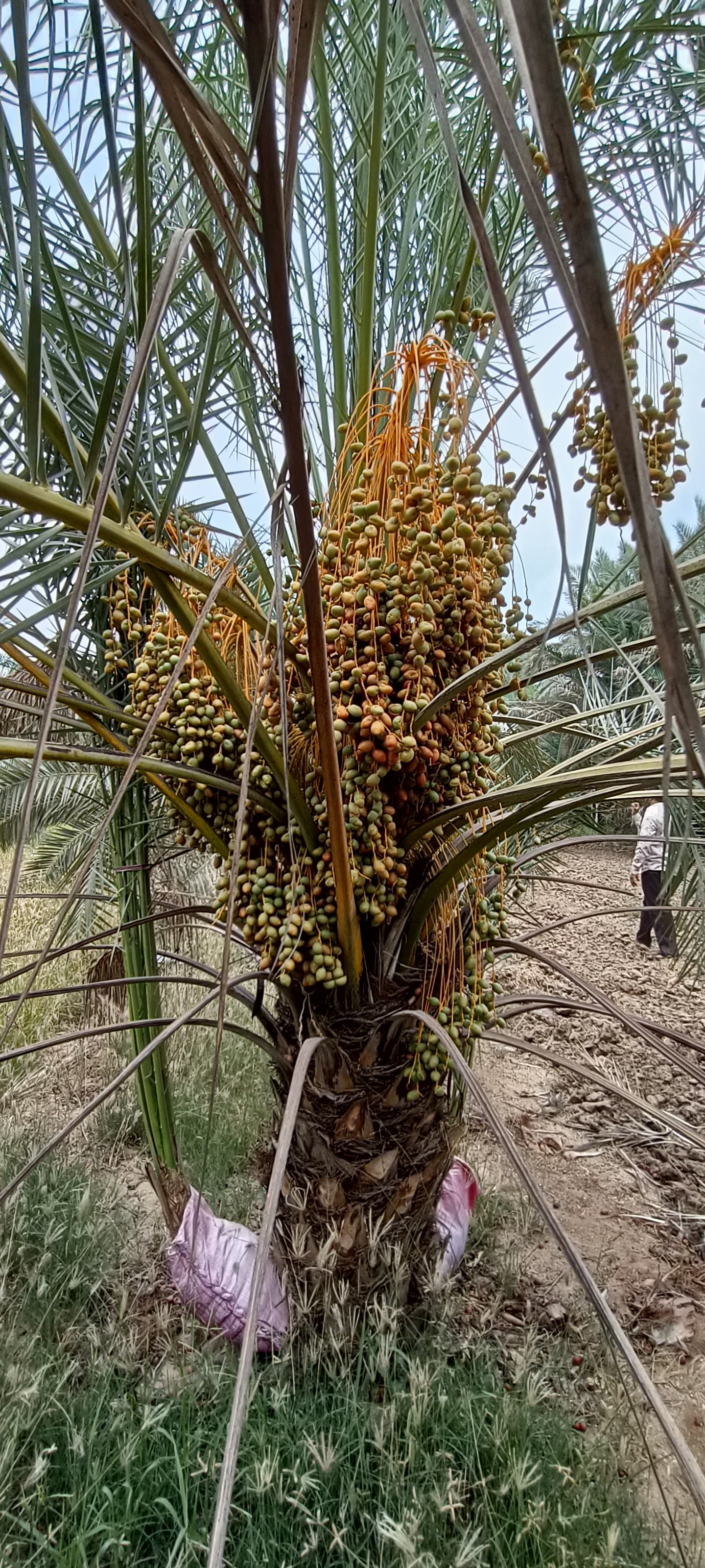 Fresh Kutch Dates gallery image 13