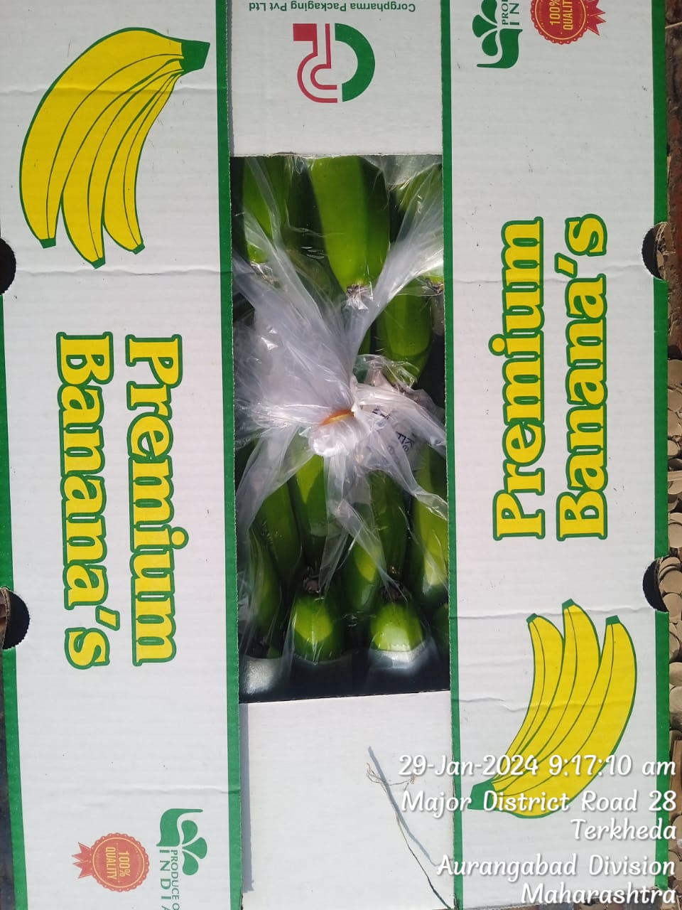 Fresh Banana G9 Cavendish gallery image 4