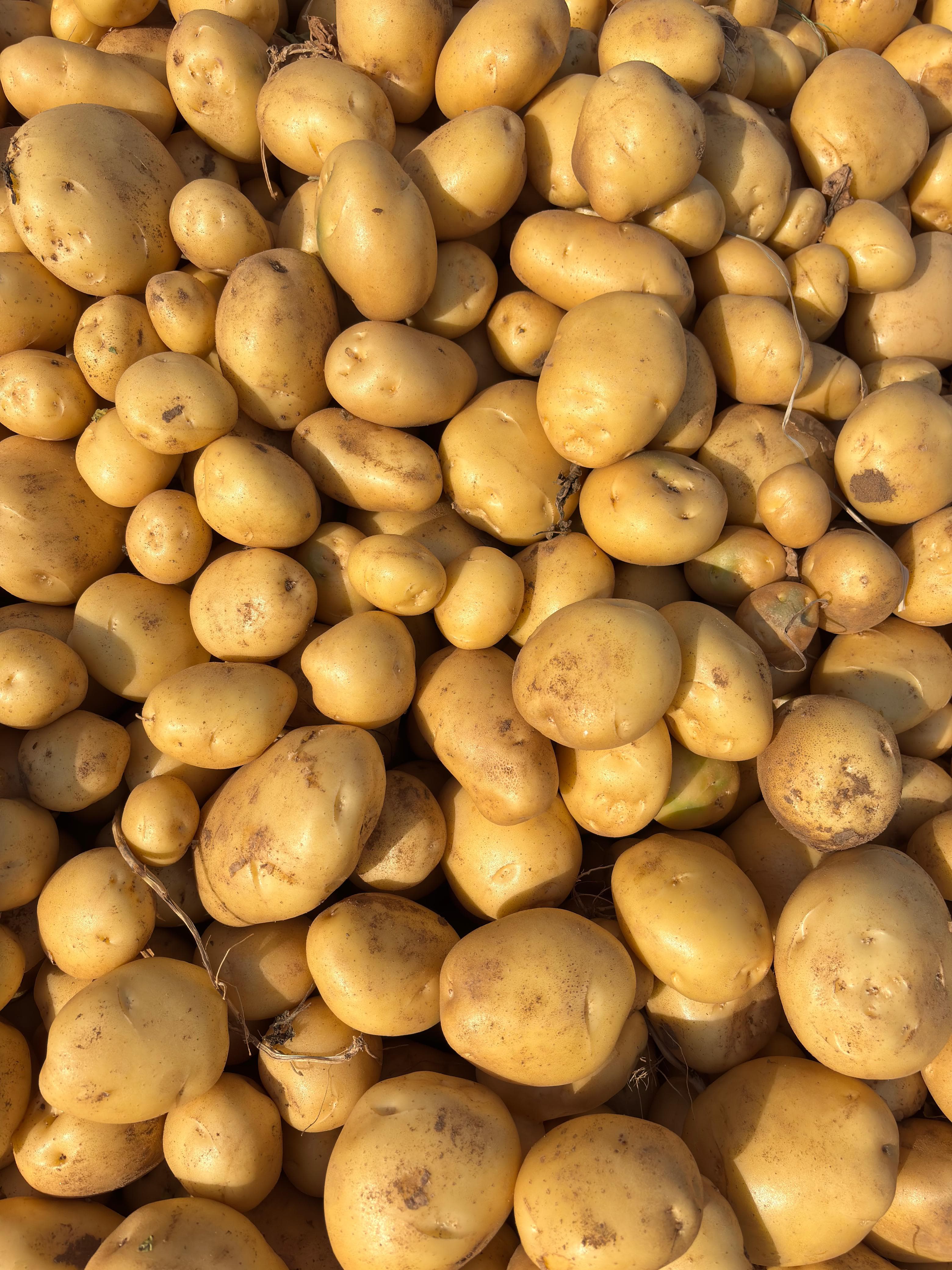 Fresh Potato gallery image 12
