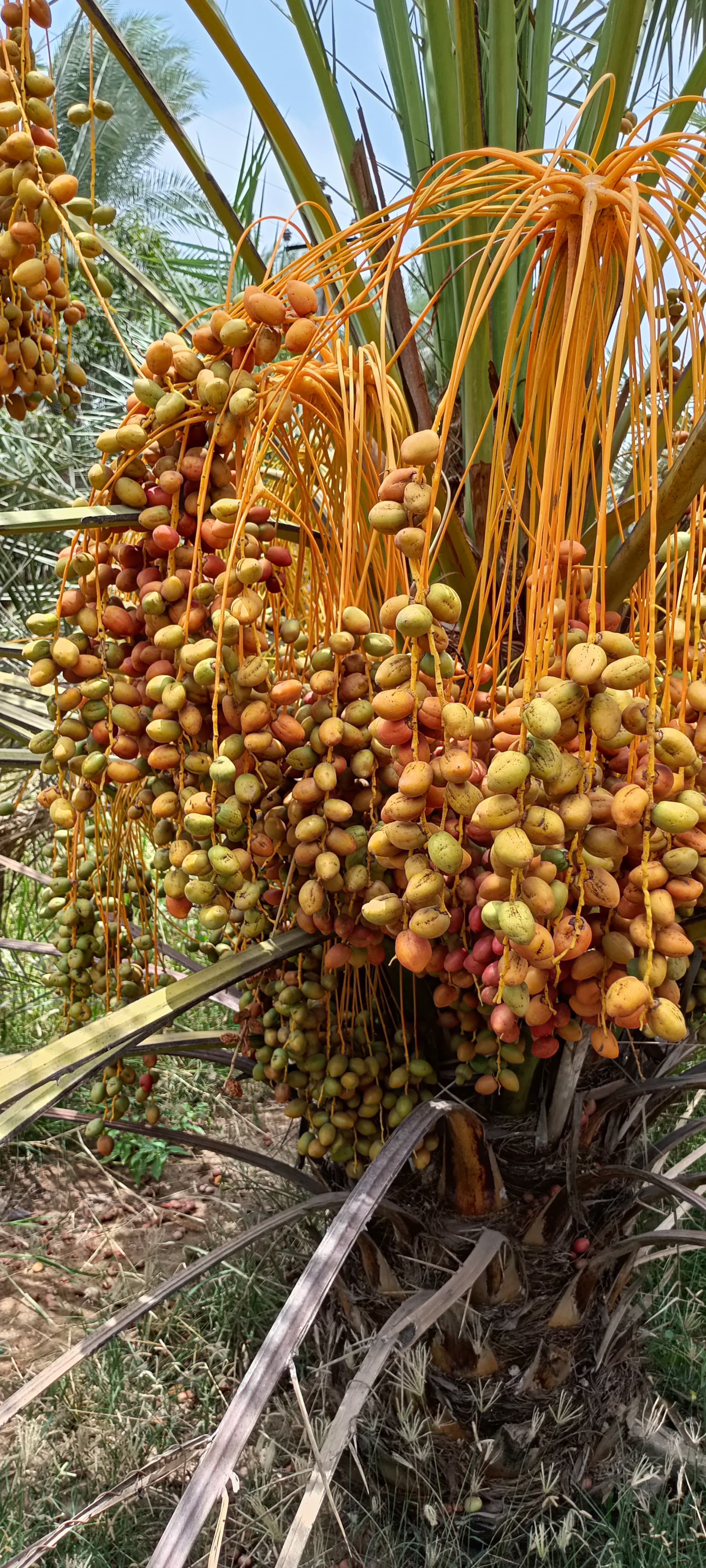 Fresh Kutch Dates
