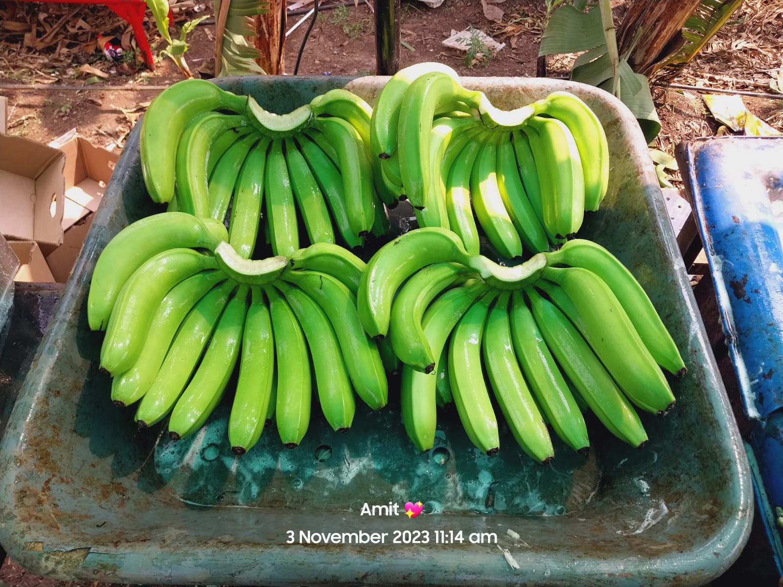 Fresh Banana G9 Cavendish gallery image 31