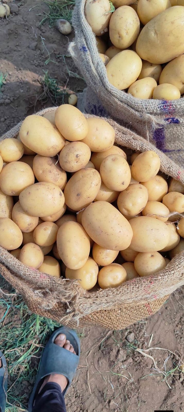 Fresh Potato gallery image 15