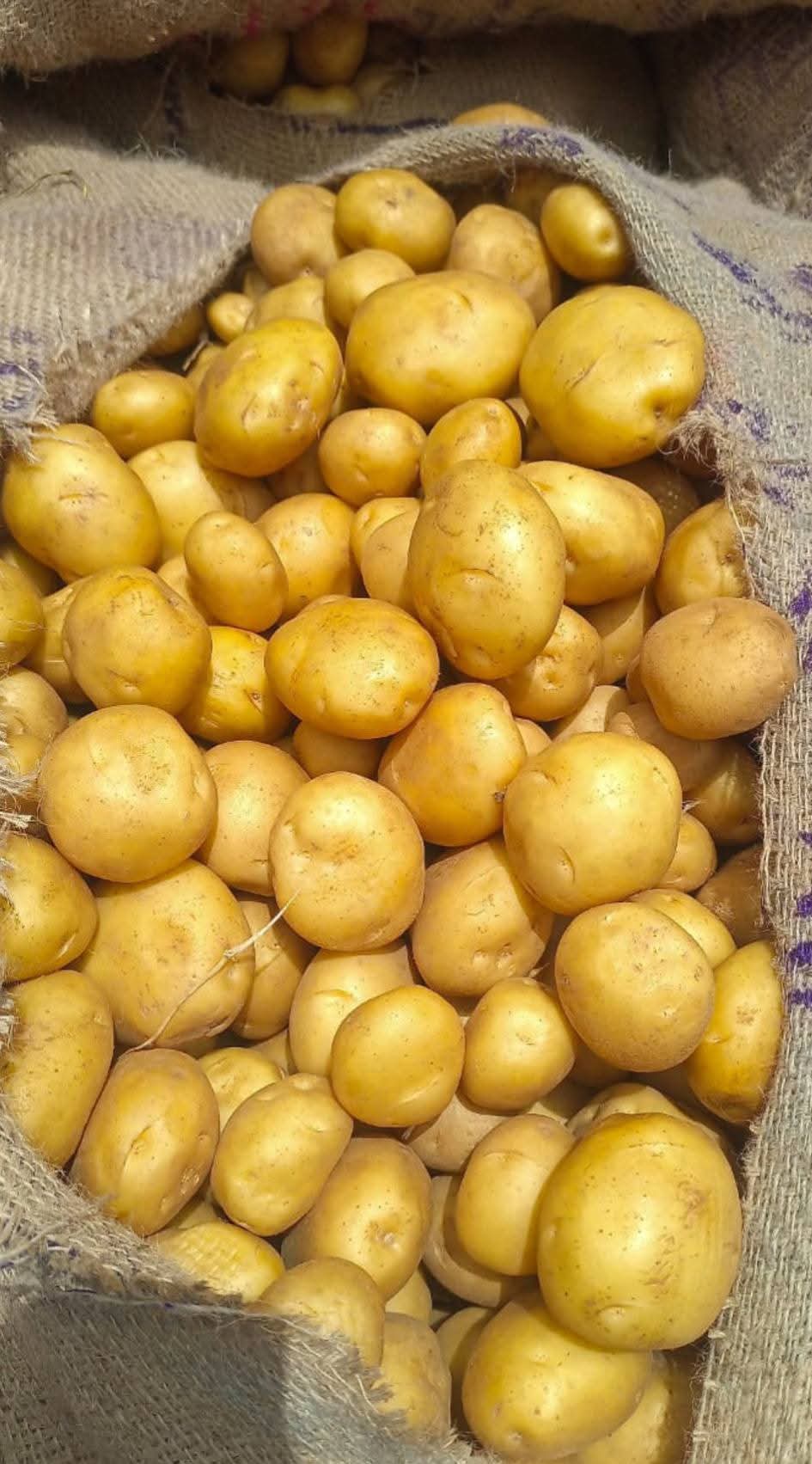 Fresh Potato gallery image 24