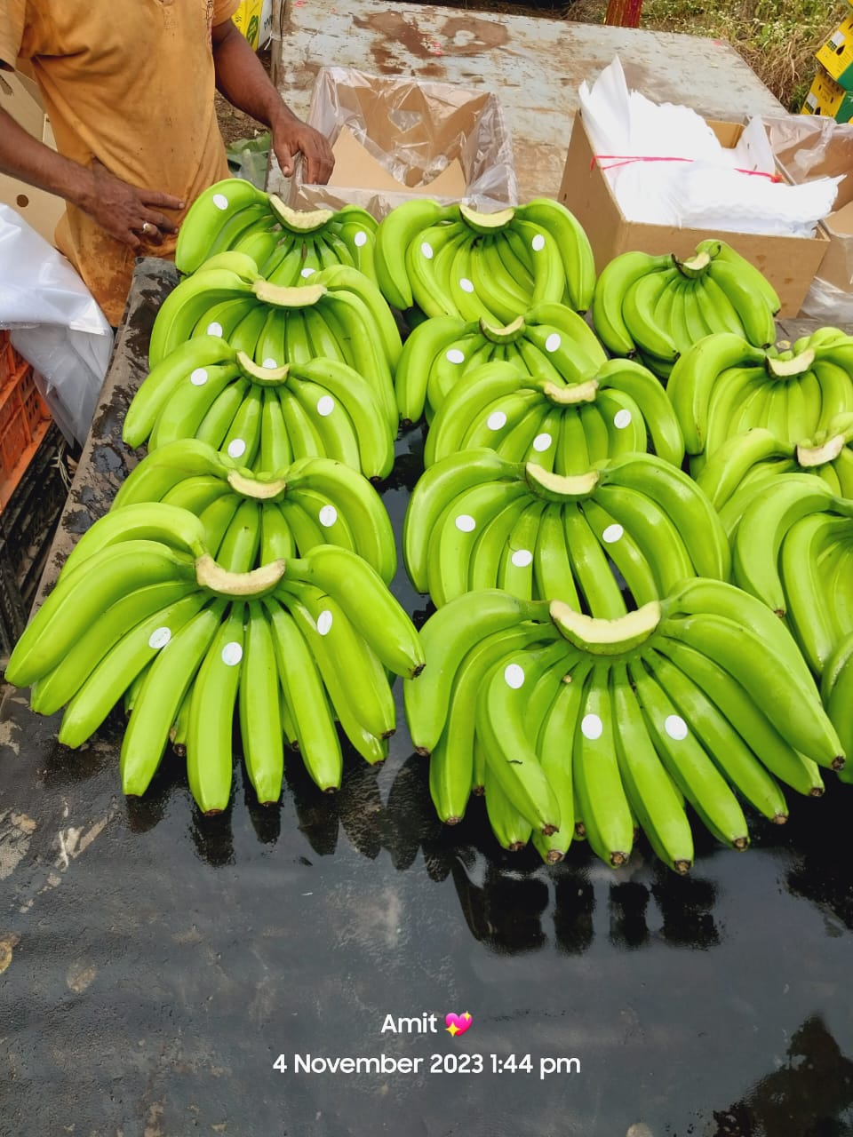 Fresh Banana G9 Cavendish gallery image 8
