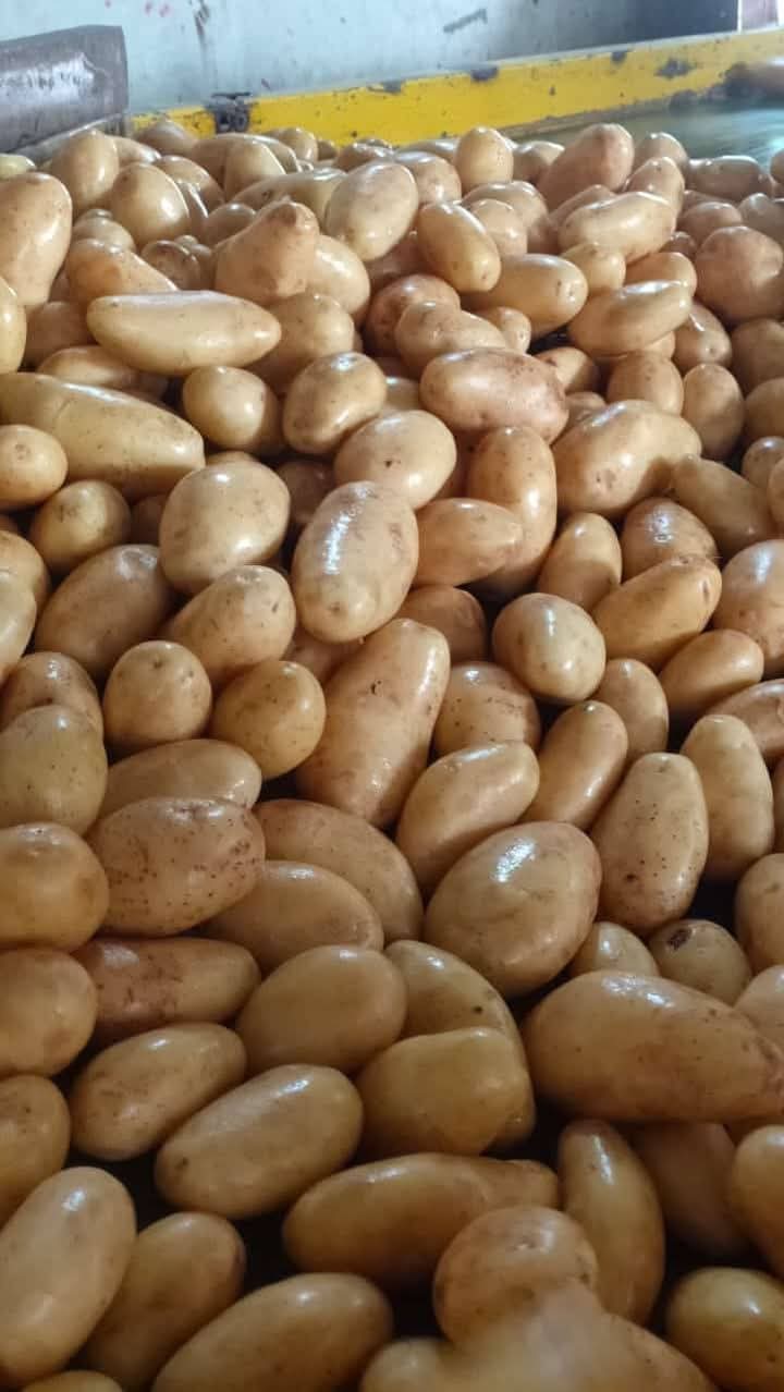 Fresh Potato gallery image 41