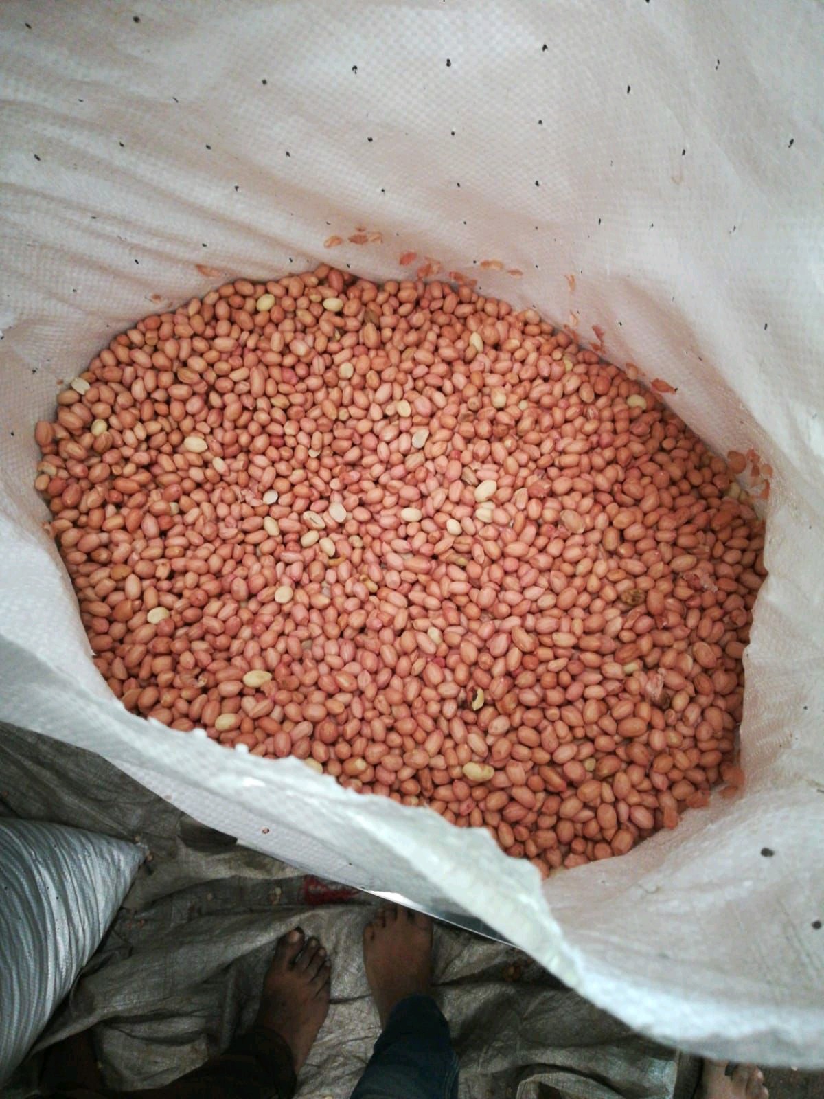 Peanut gallery image 2