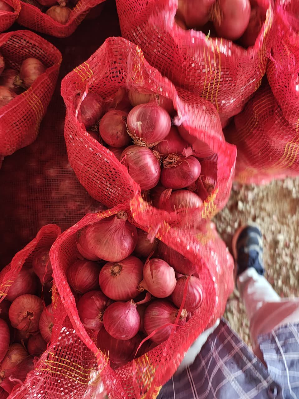 Fresh Red Onion gallery image 10