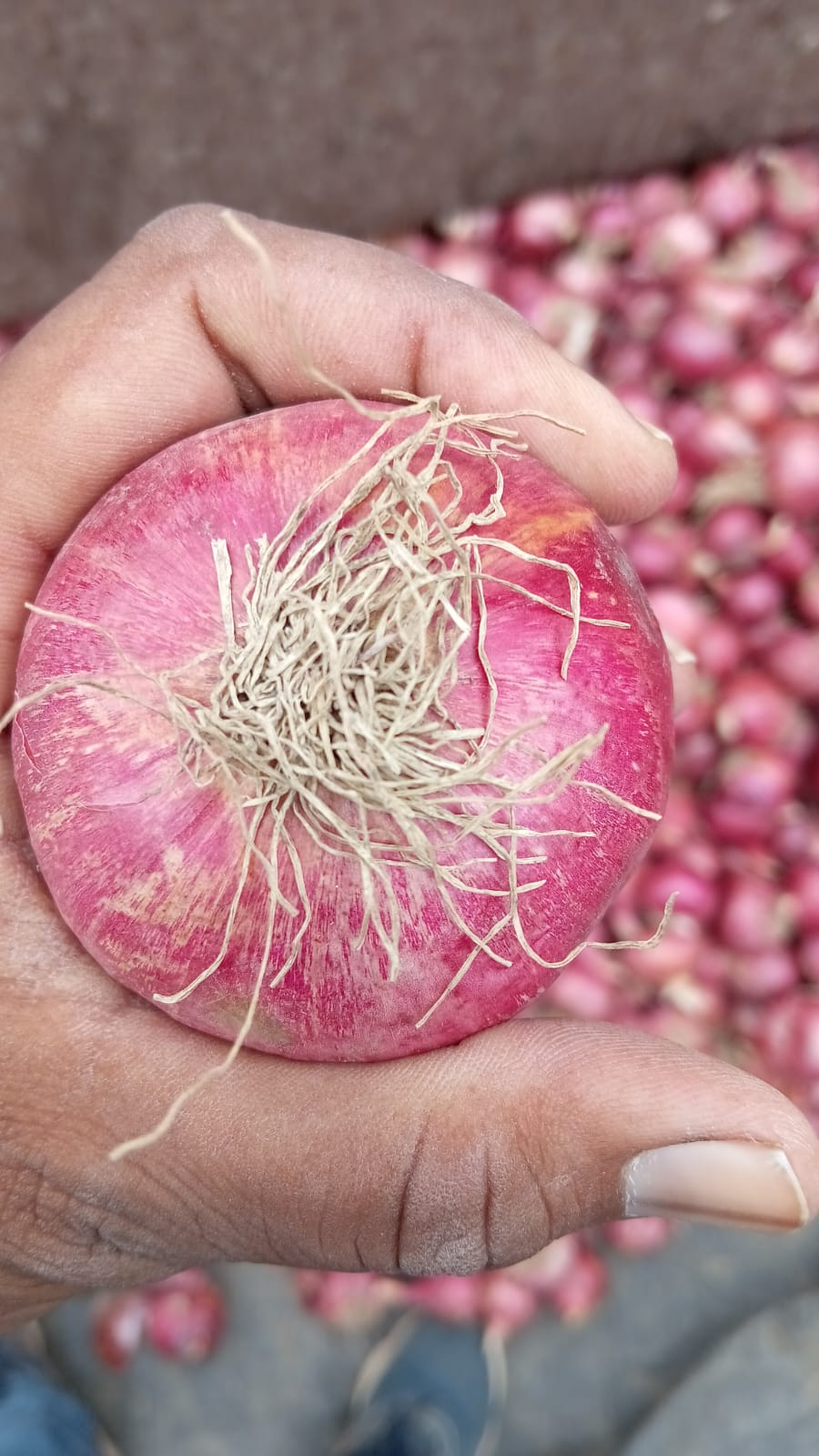 Fresh Red Onion gallery image 16
