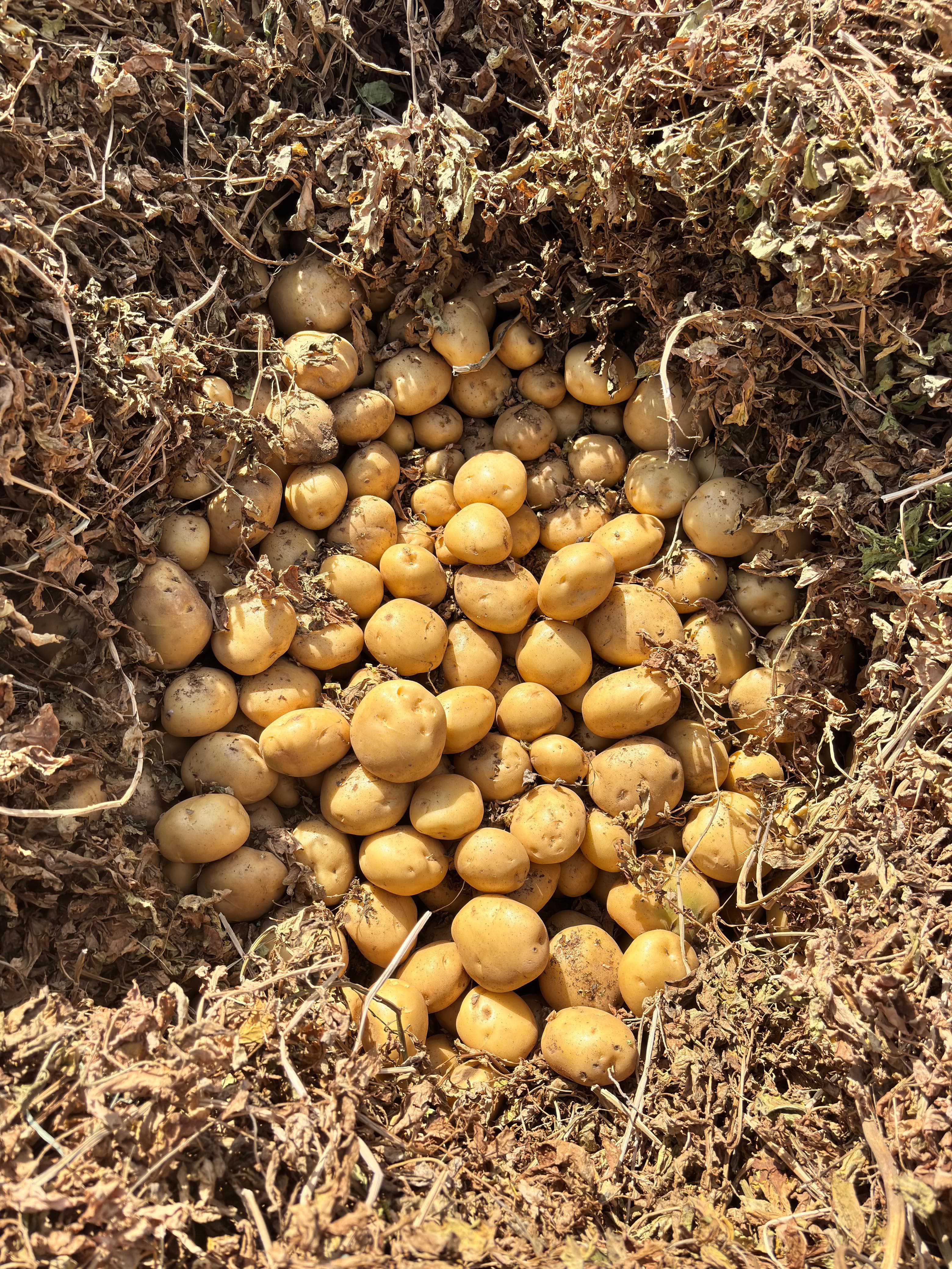 Fresh Potato gallery image 9