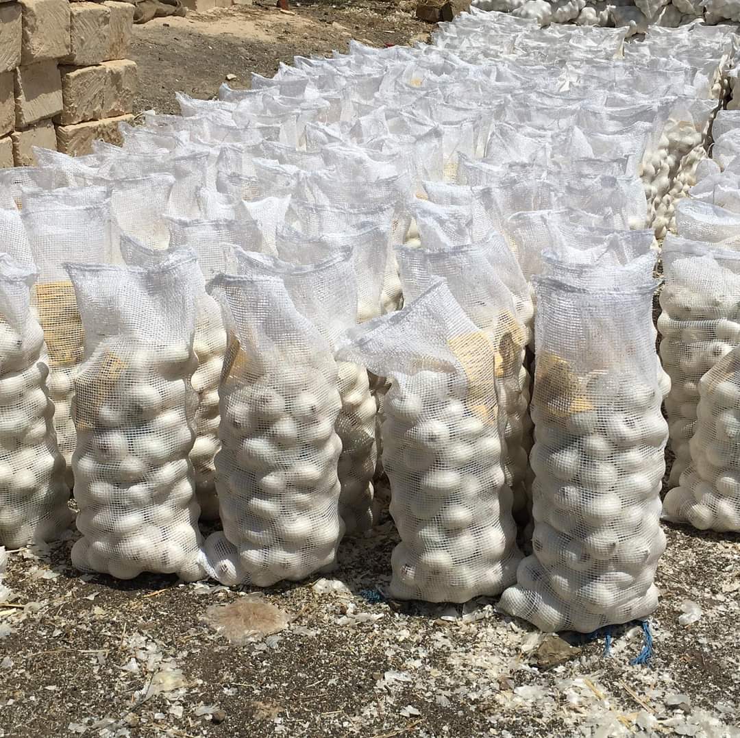 Fresh White Onion gallery image 8