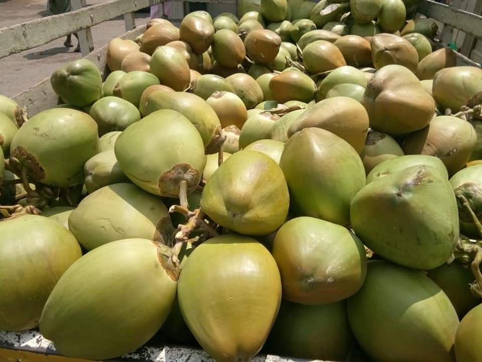Fresh Tender Coconut gallery image 20