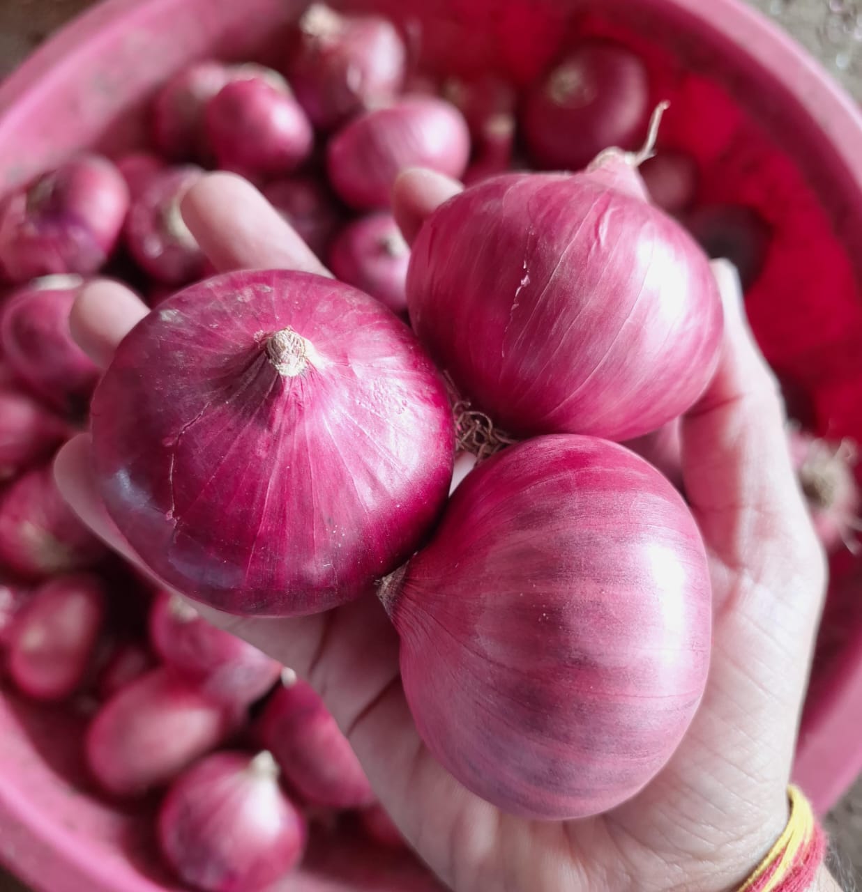 Fresh Red Onion