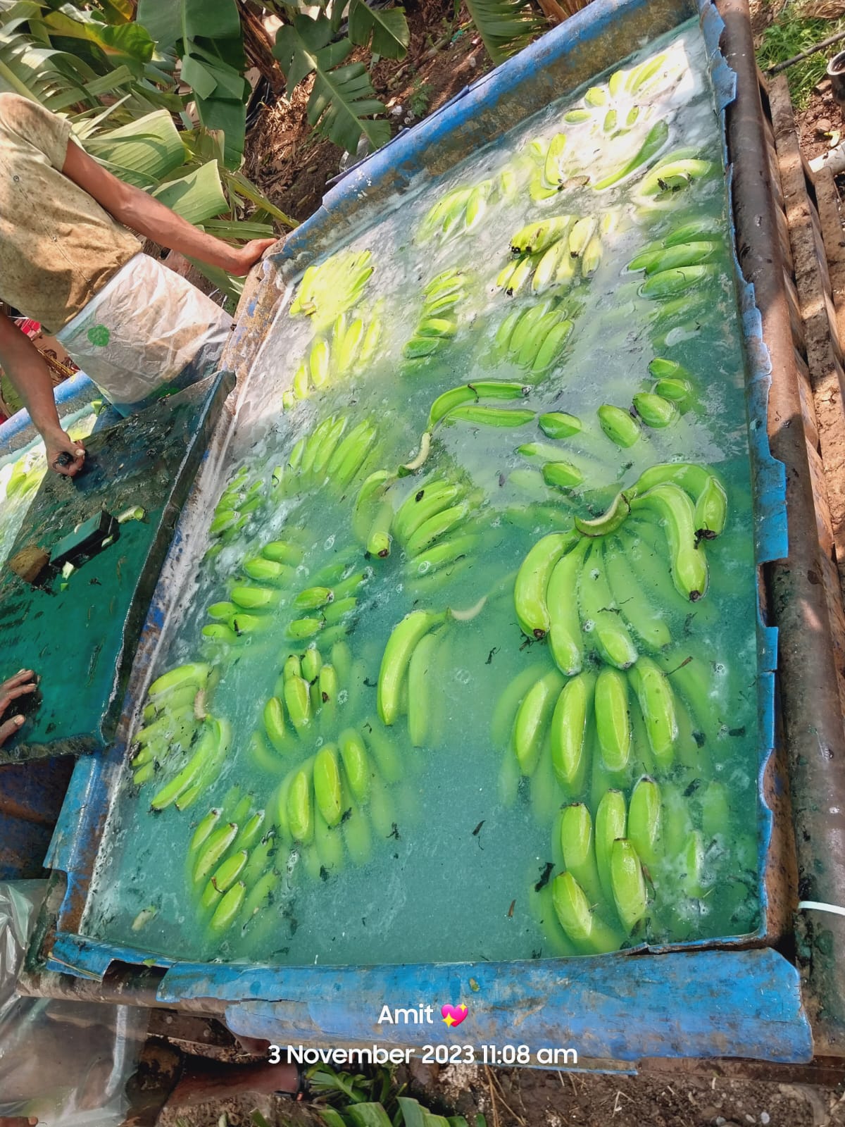 Fresh Banana G9 Cavendish gallery image 9