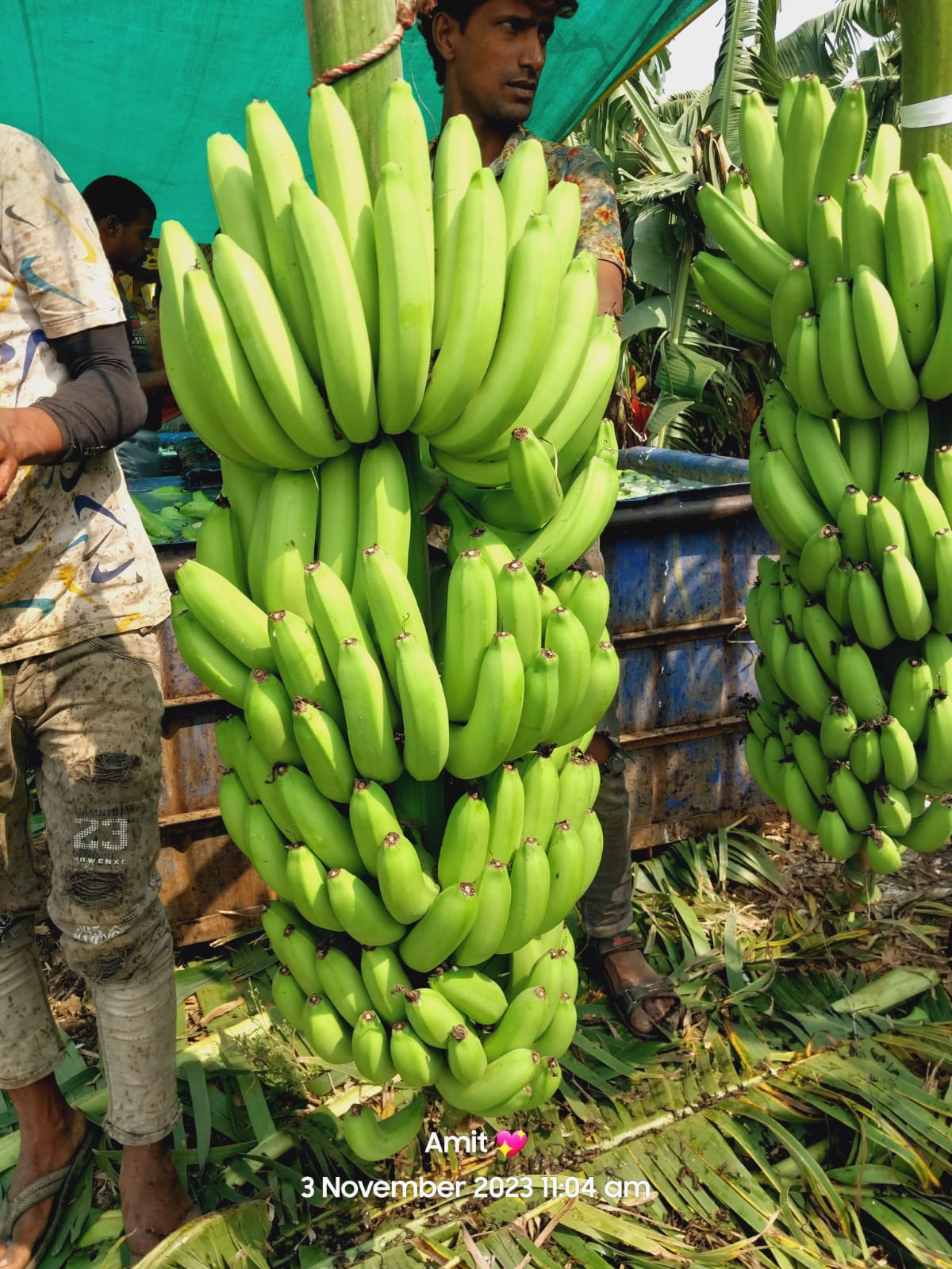 Fresh Banana G9 Cavendish gallery image 25