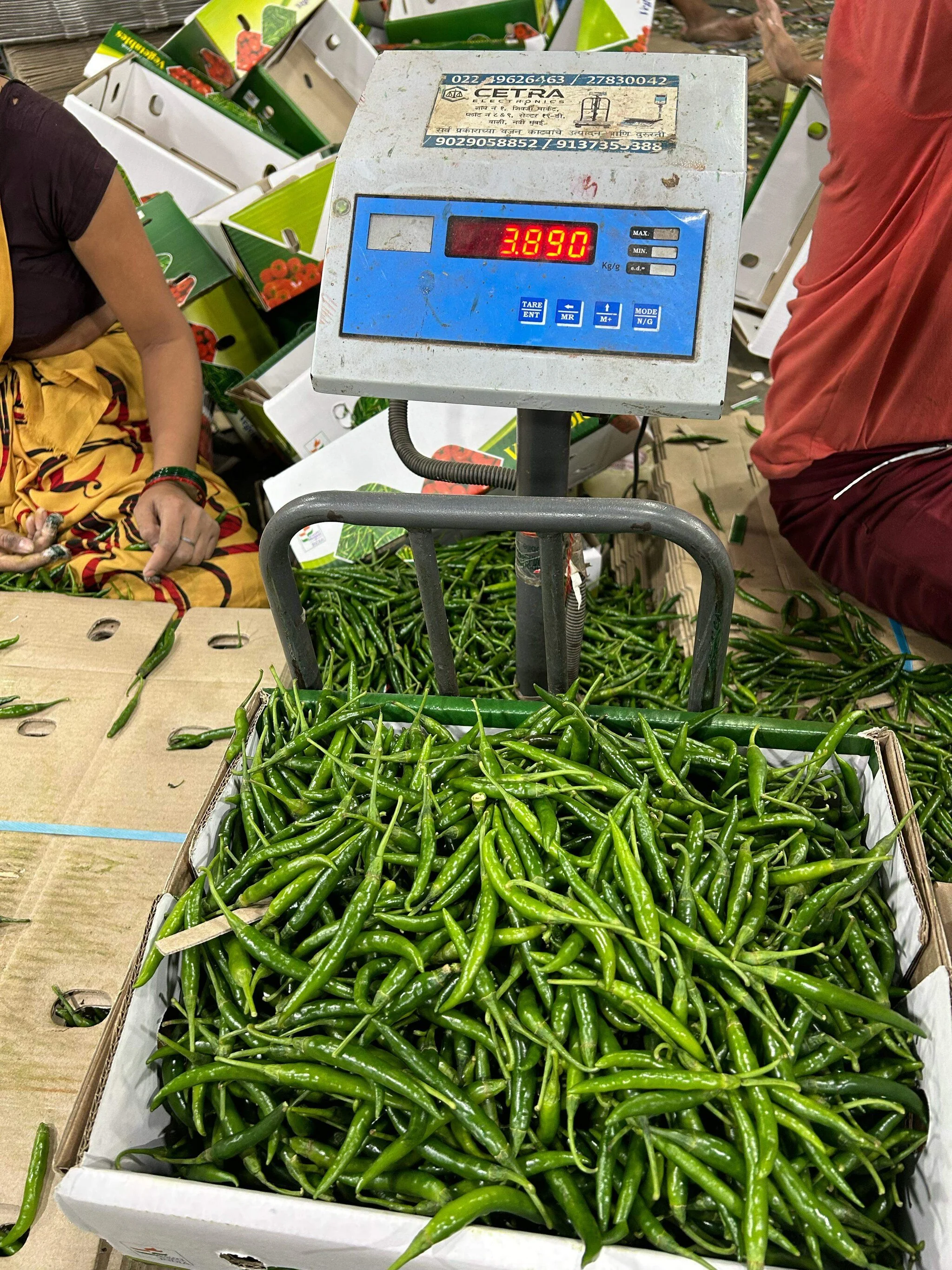 Fresh Green Chilli gallery image 6