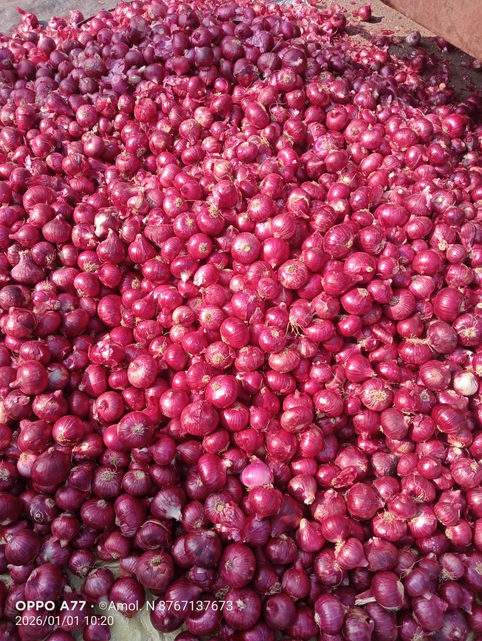Fresh Red Onion gallery image 8