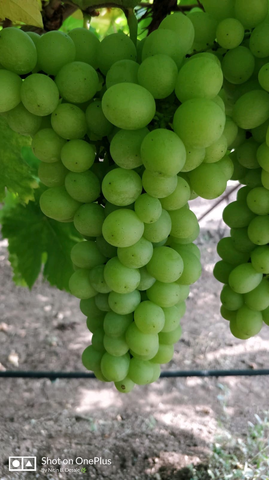Fresh Grapes gallery image 13