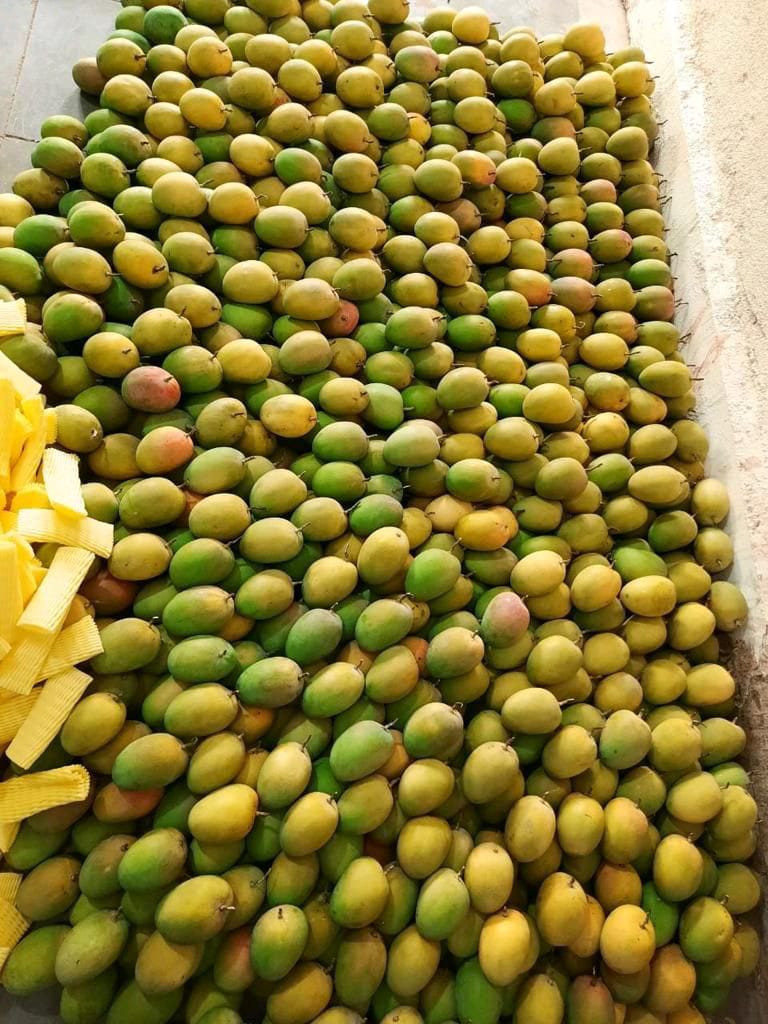 Gir Keshar Mango gallery image 11