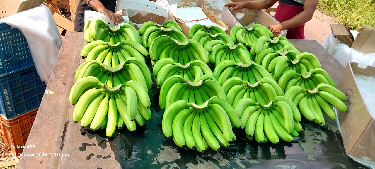 Fresh Banana G9 Cavendish gallery image 16