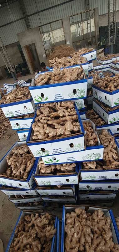 Fresh Ginger gallery image 3