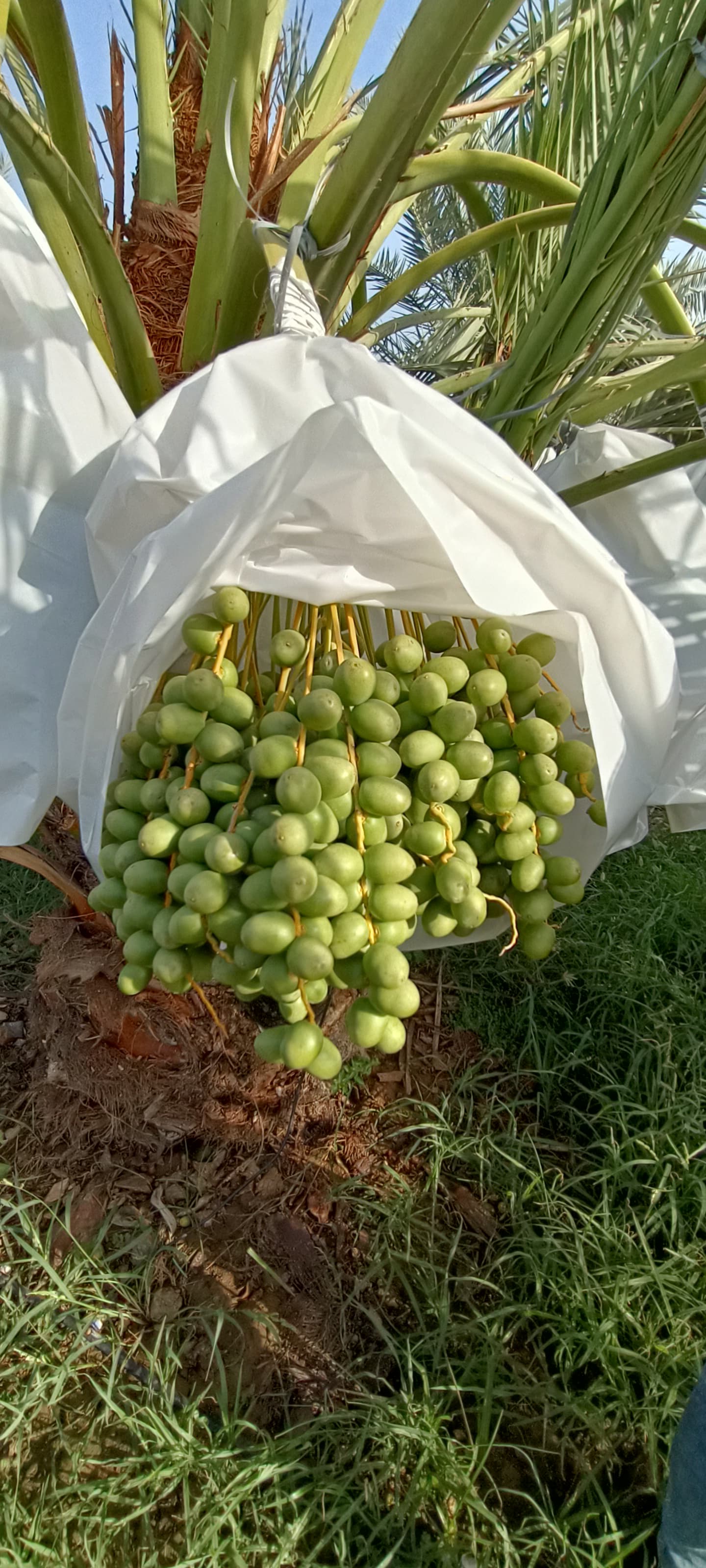 Fresh Kutch Dates gallery image 10