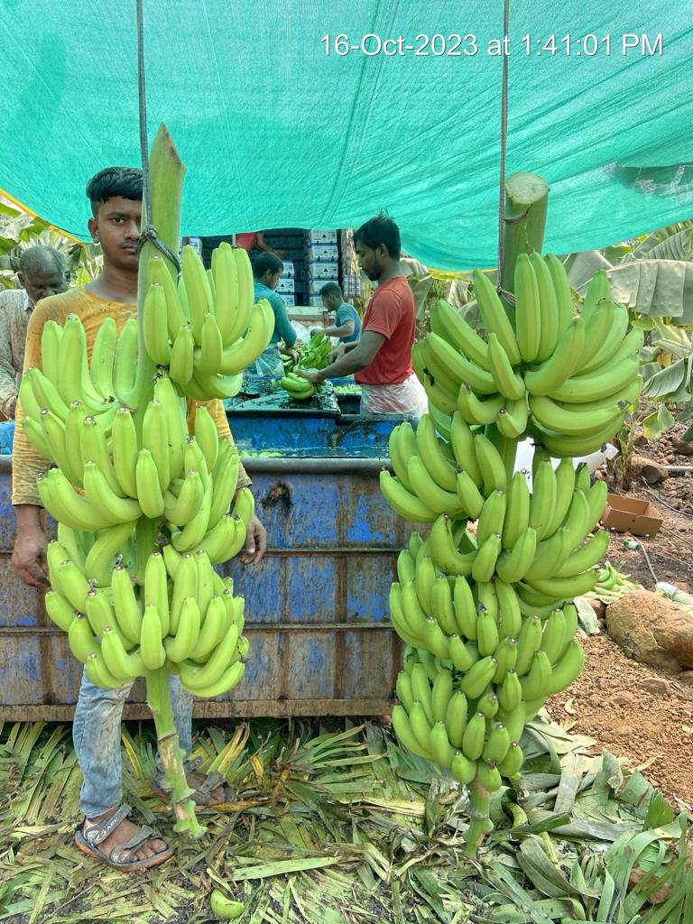 Fresh Banana G9 Cavendish gallery image 11