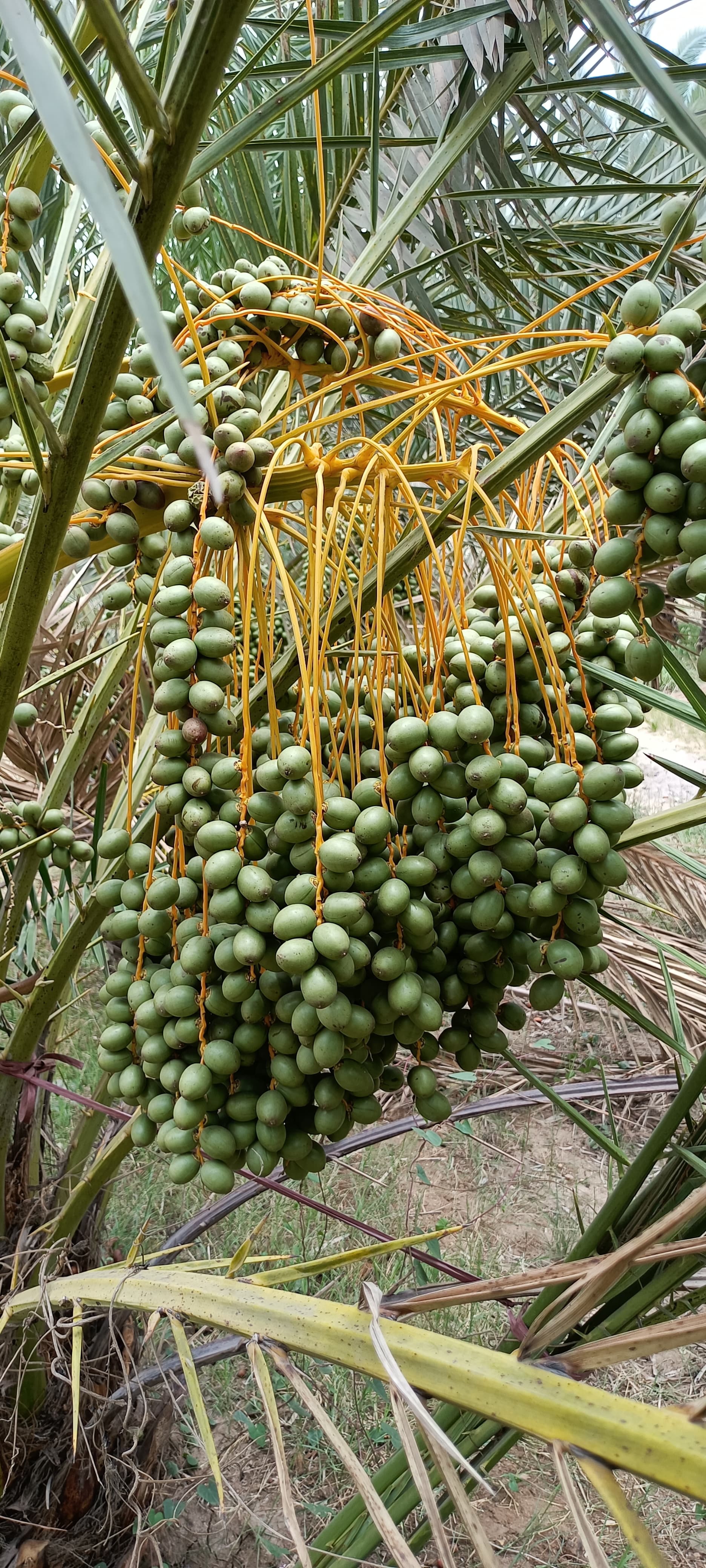 Fresh Kutch Dates gallery image 11