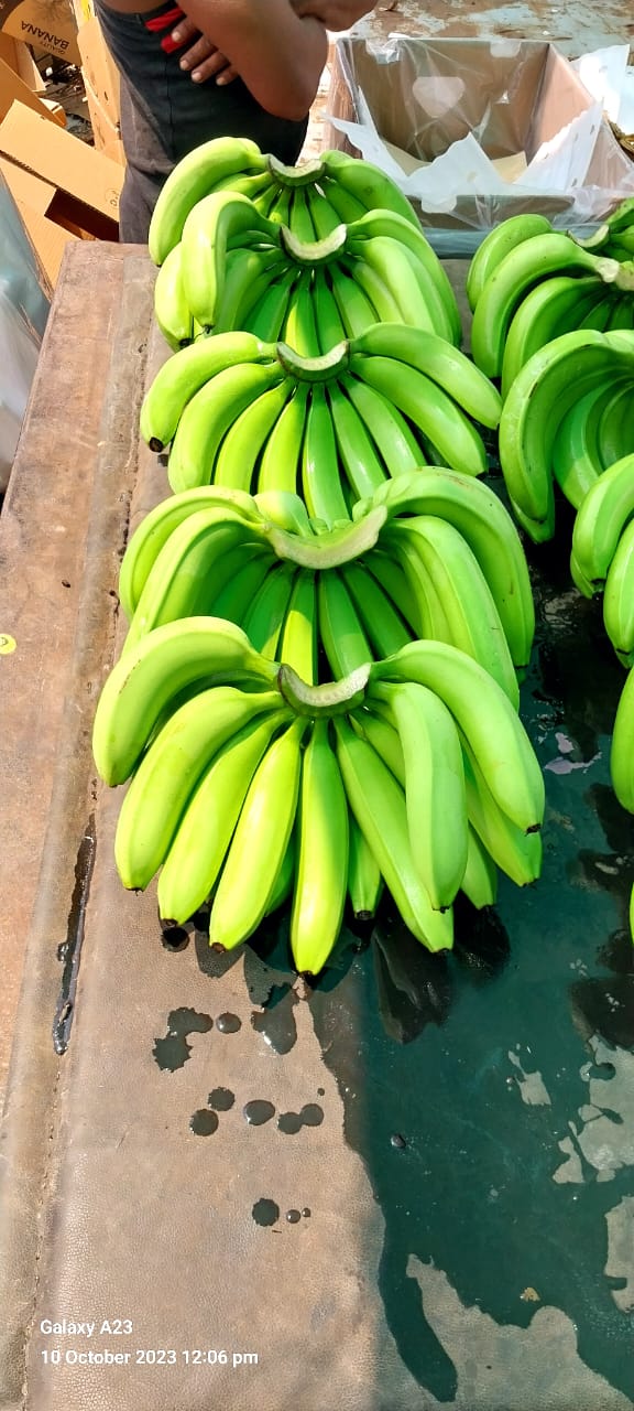 Fresh Banana G9 Cavendish gallery image 30