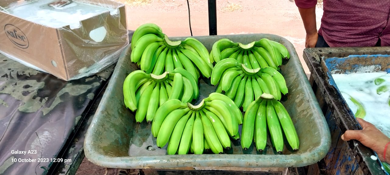 Fresh Banana G9 Cavendish gallery image 15
