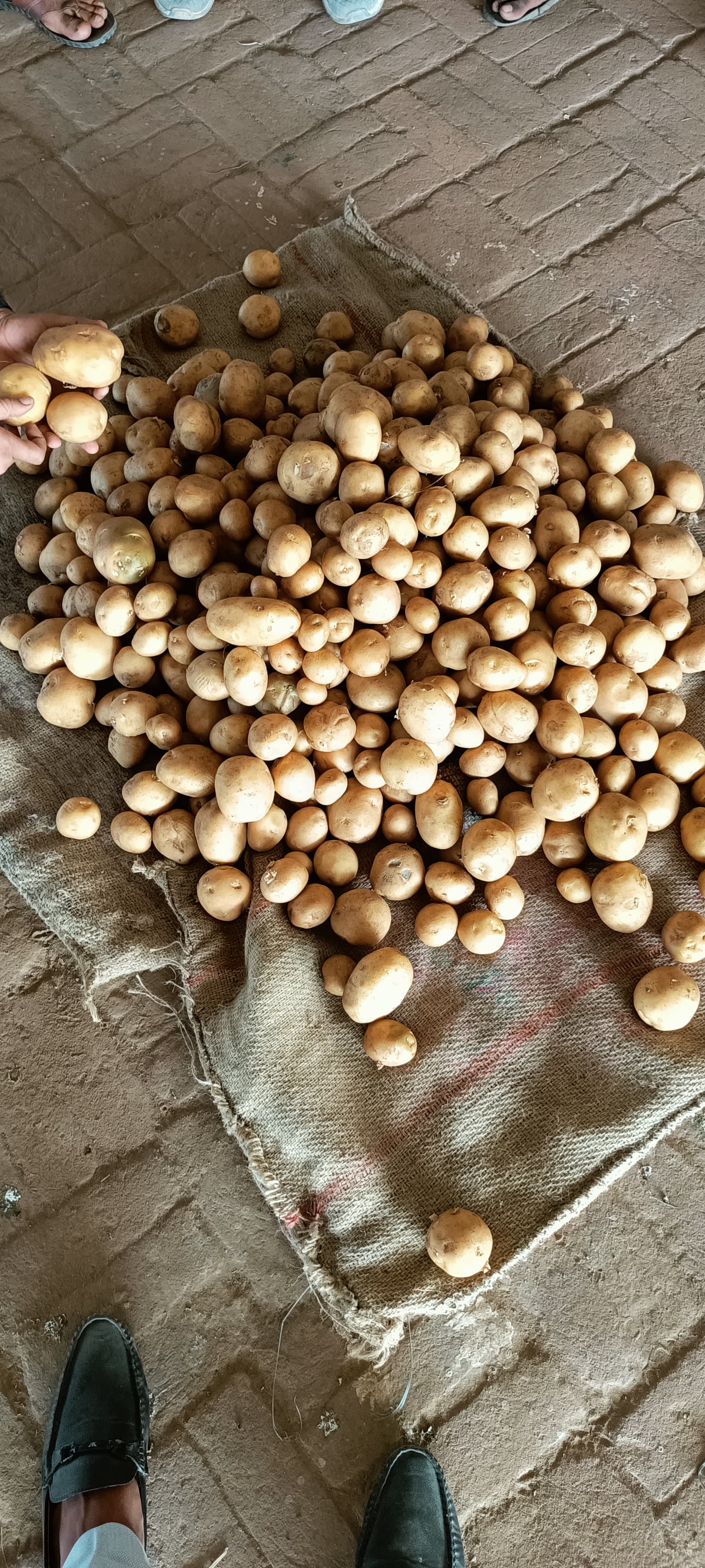 Fresh Potato gallery image 44