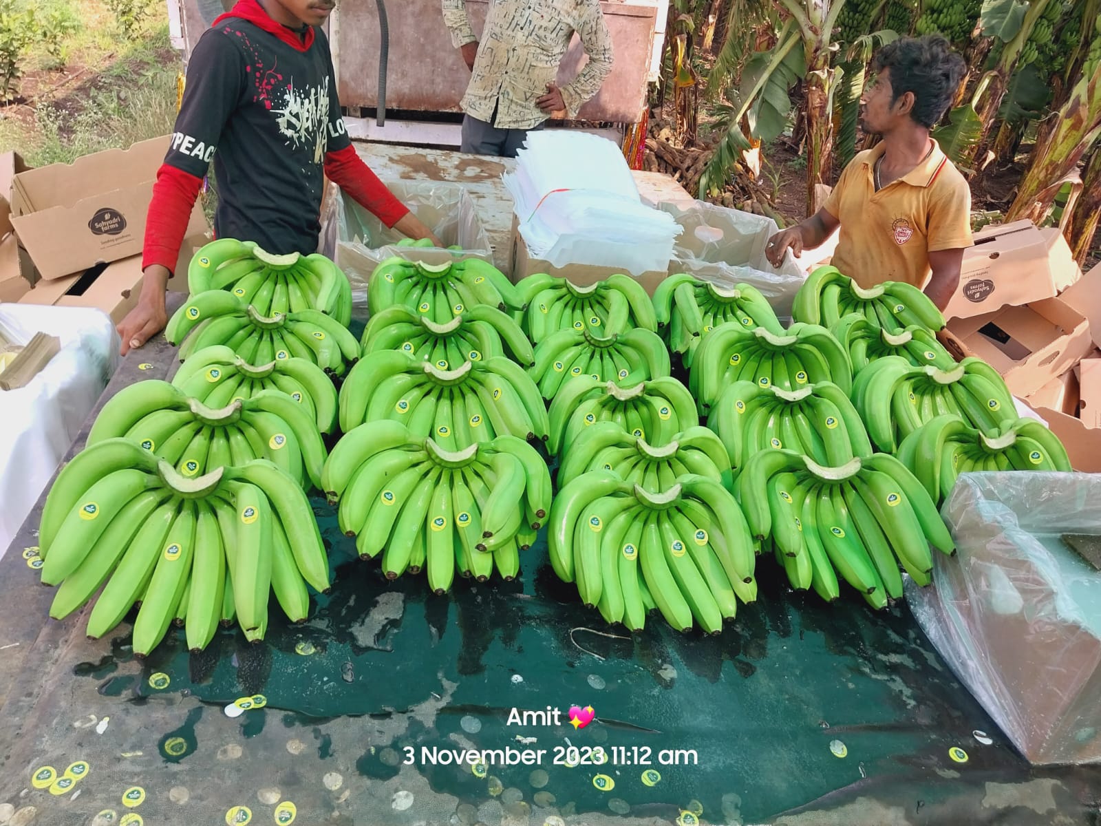 Fresh Banana G9 Cavendish gallery image 12