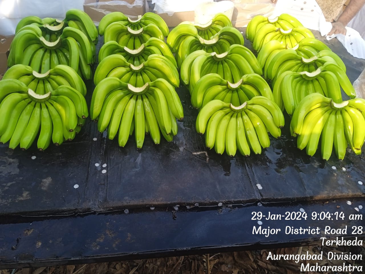 Fresh Banana G9 Cavendish gallery image 2