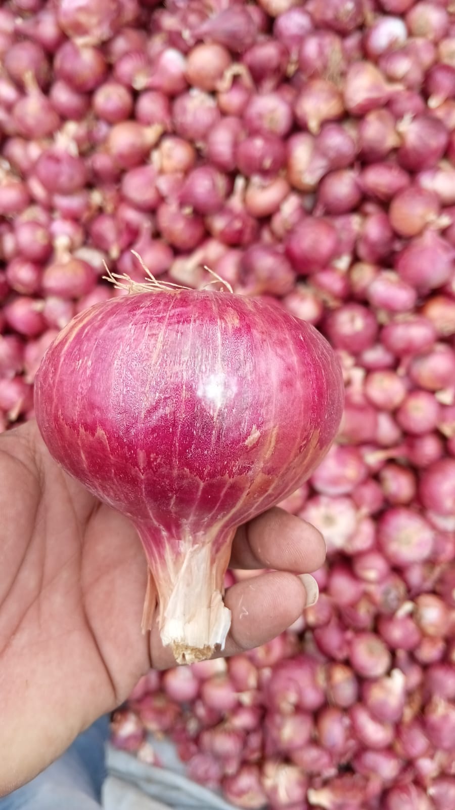 Fresh Red Onion gallery image 12