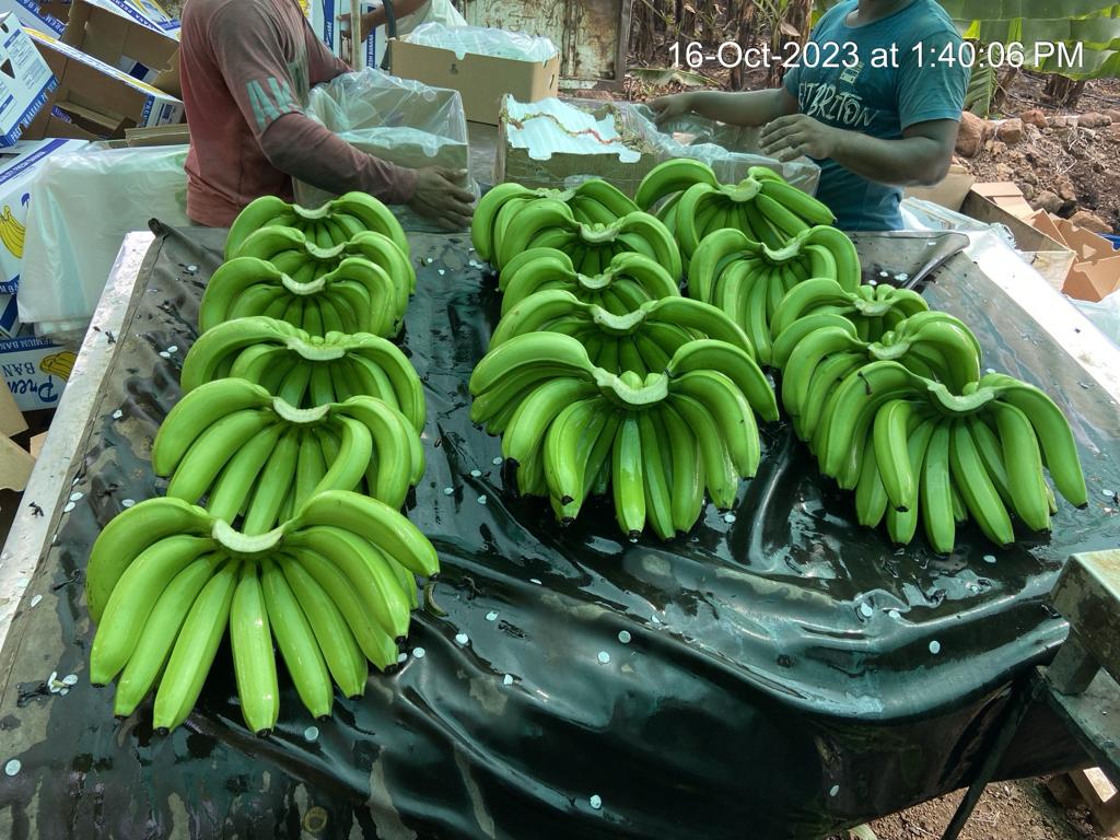 Fresh Banana G9 Cavendish gallery image 24