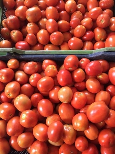 Fresh Tomato