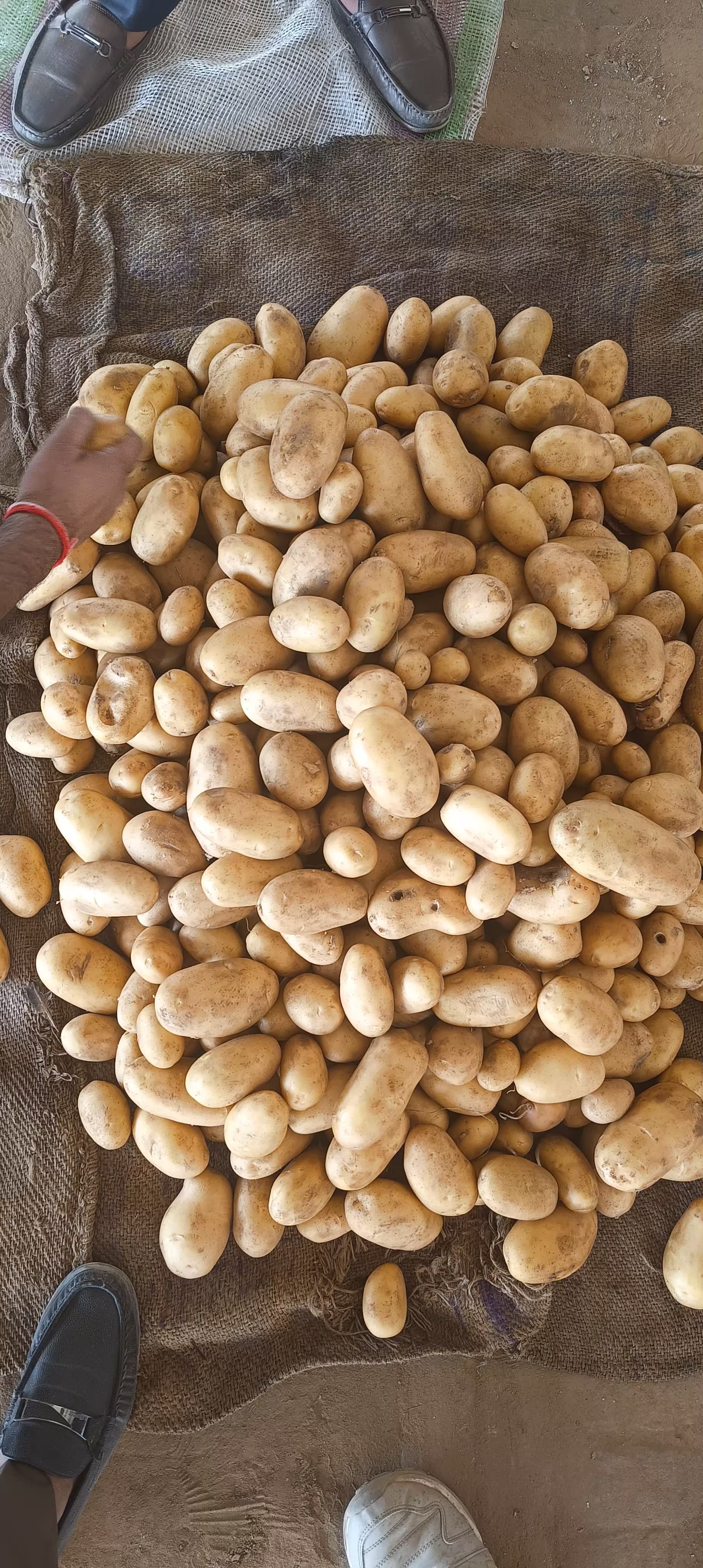 Fresh Potato gallery image 7
