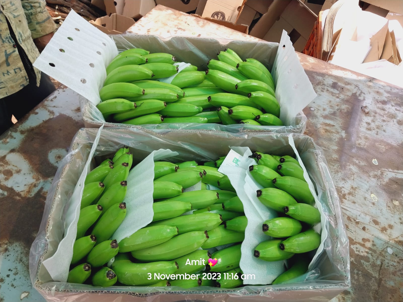 Fresh Banana G9 Cavendish
