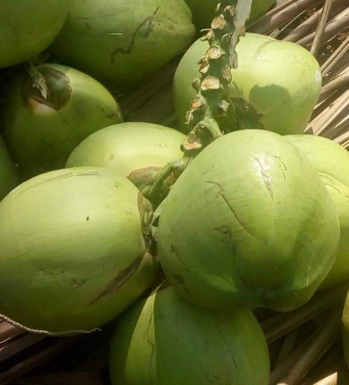 Fresh Tender Coconut gallery image 18