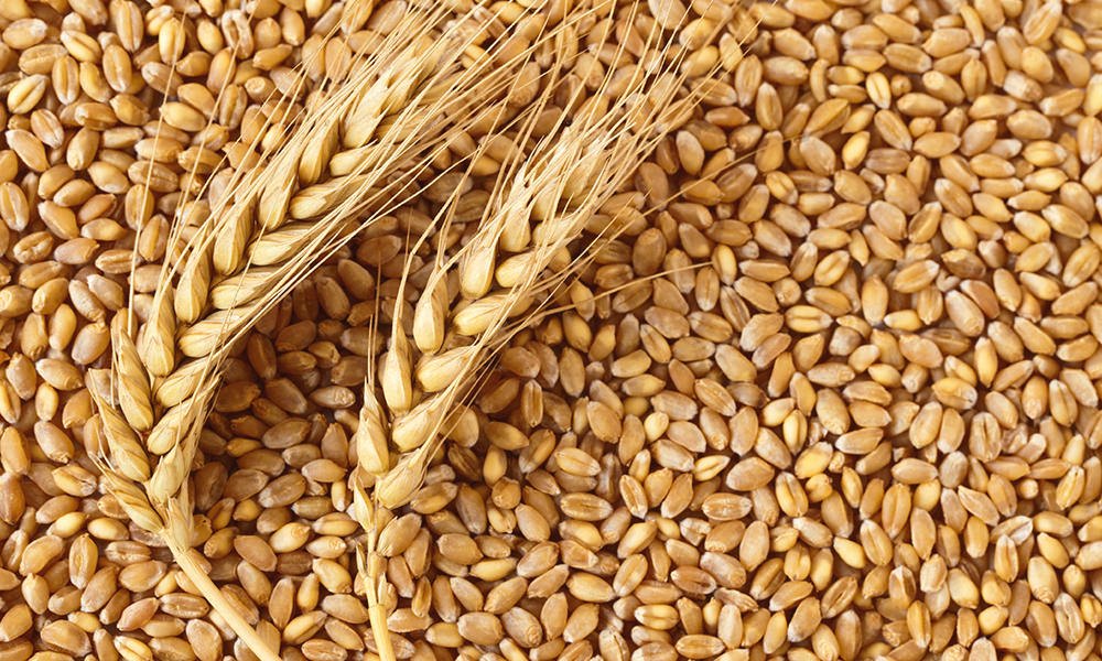 Maize Flour gallery image 2