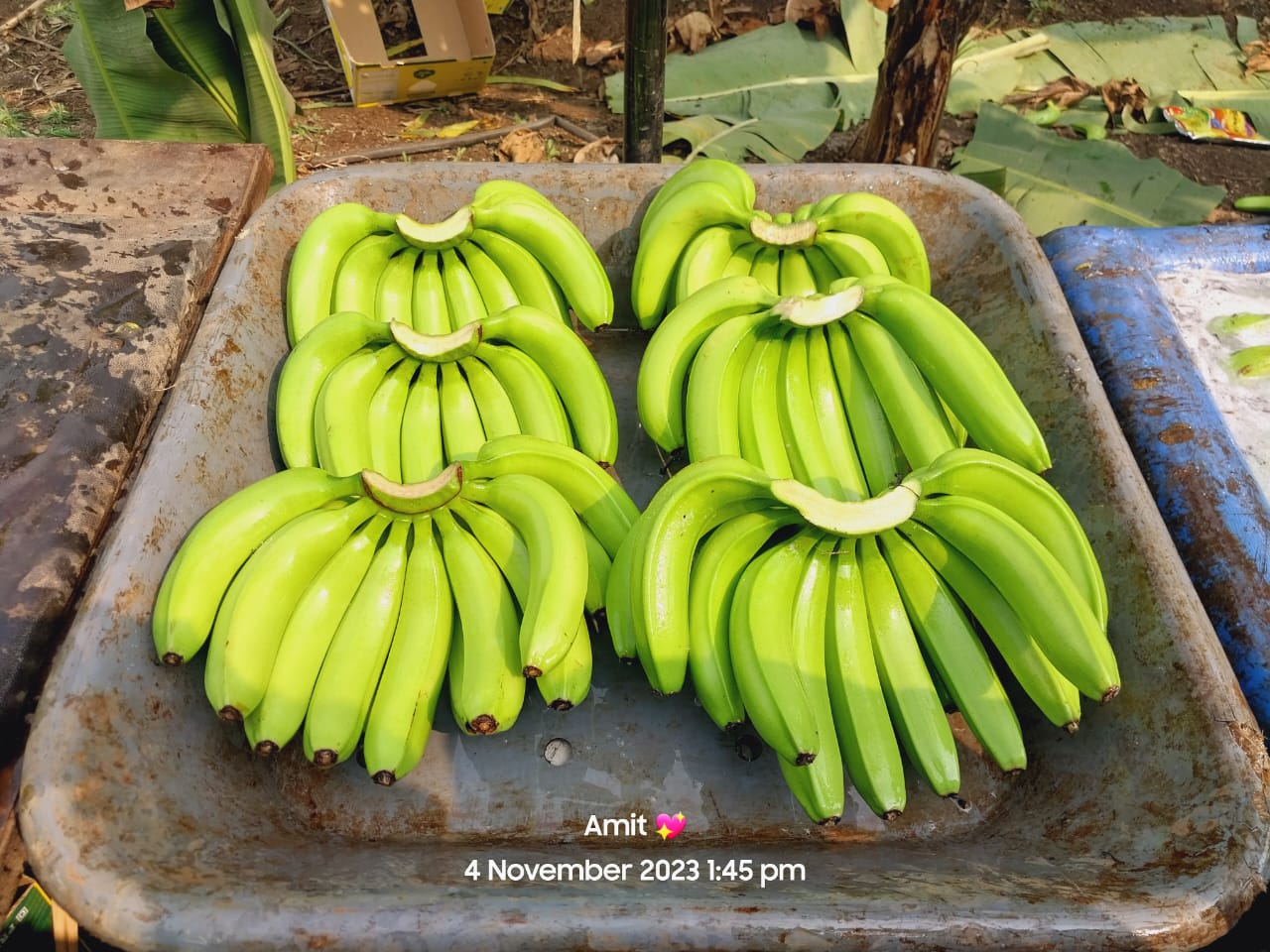 Fresh Banana G9 Cavendish gallery image 3